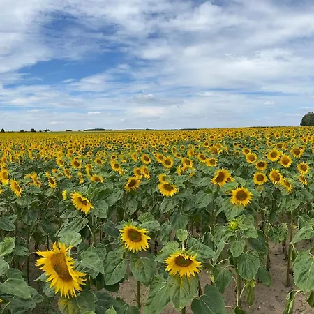 Waldhaus Eichhoernchen Casa de Férias Bad Schmiedeberg