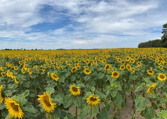 Waldhaus Eichhoernchen Σπίτι διακοπών Bad Schmiedeberg