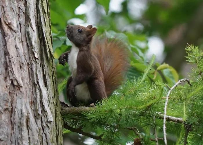 Σπίτι διακοπών Waldhaus Eichhoernchen *